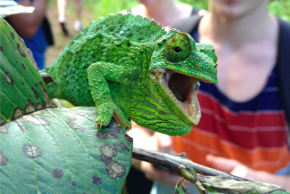 Rainforest adventure in Maui