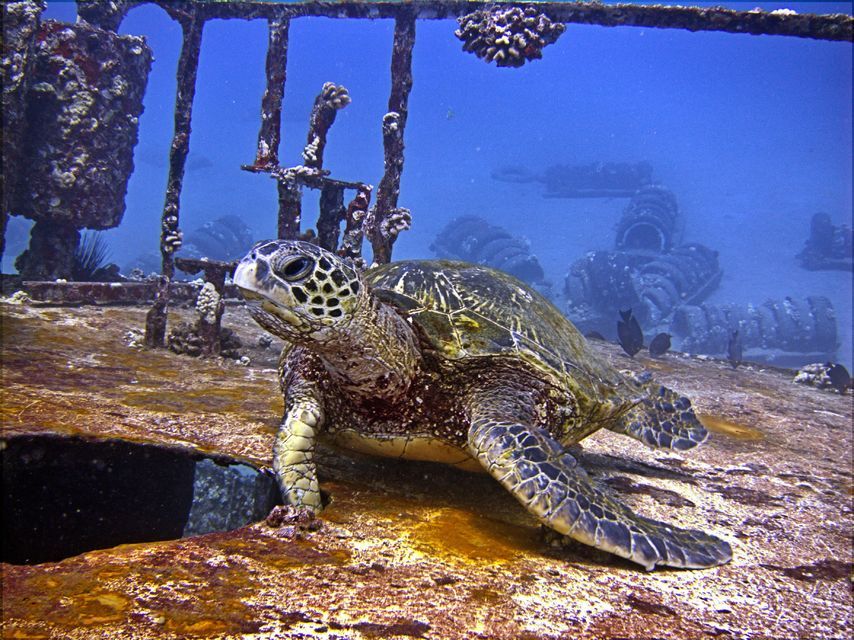 Scooter diving in Maui