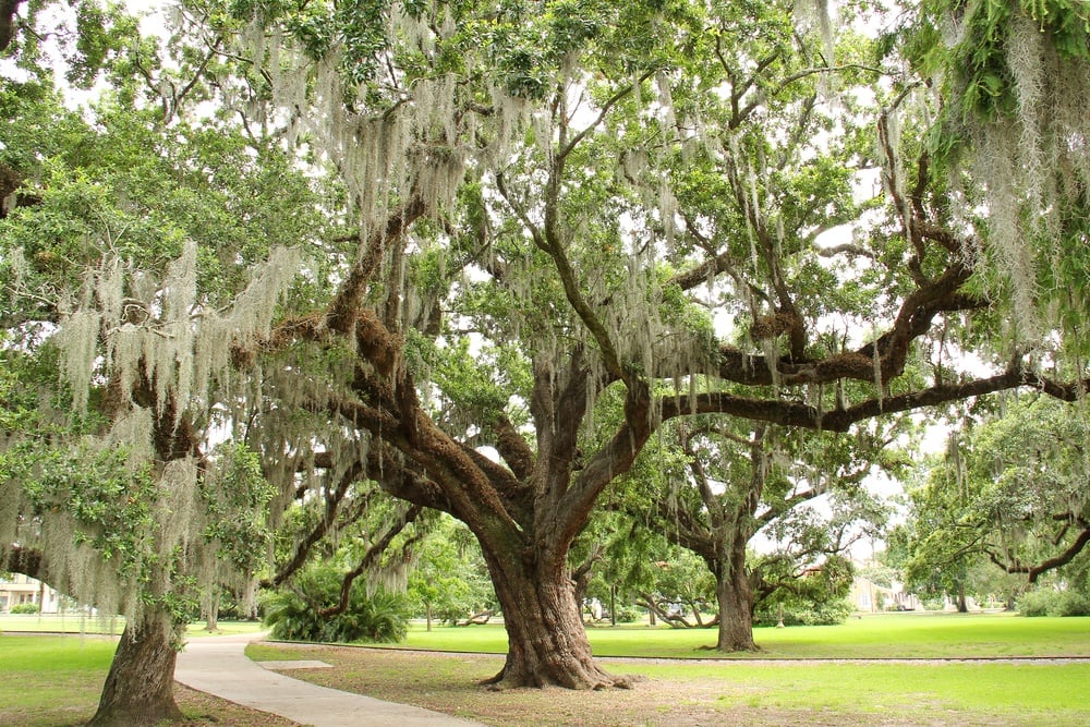 Explore New Orleans' city park.