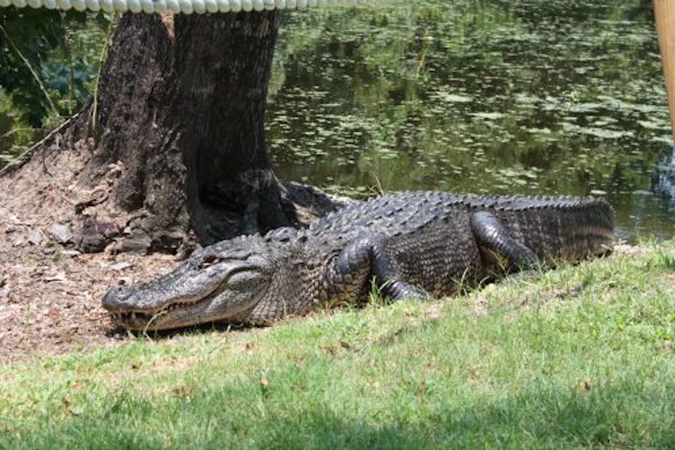 Alligator wandering around Louisiana wetlands.