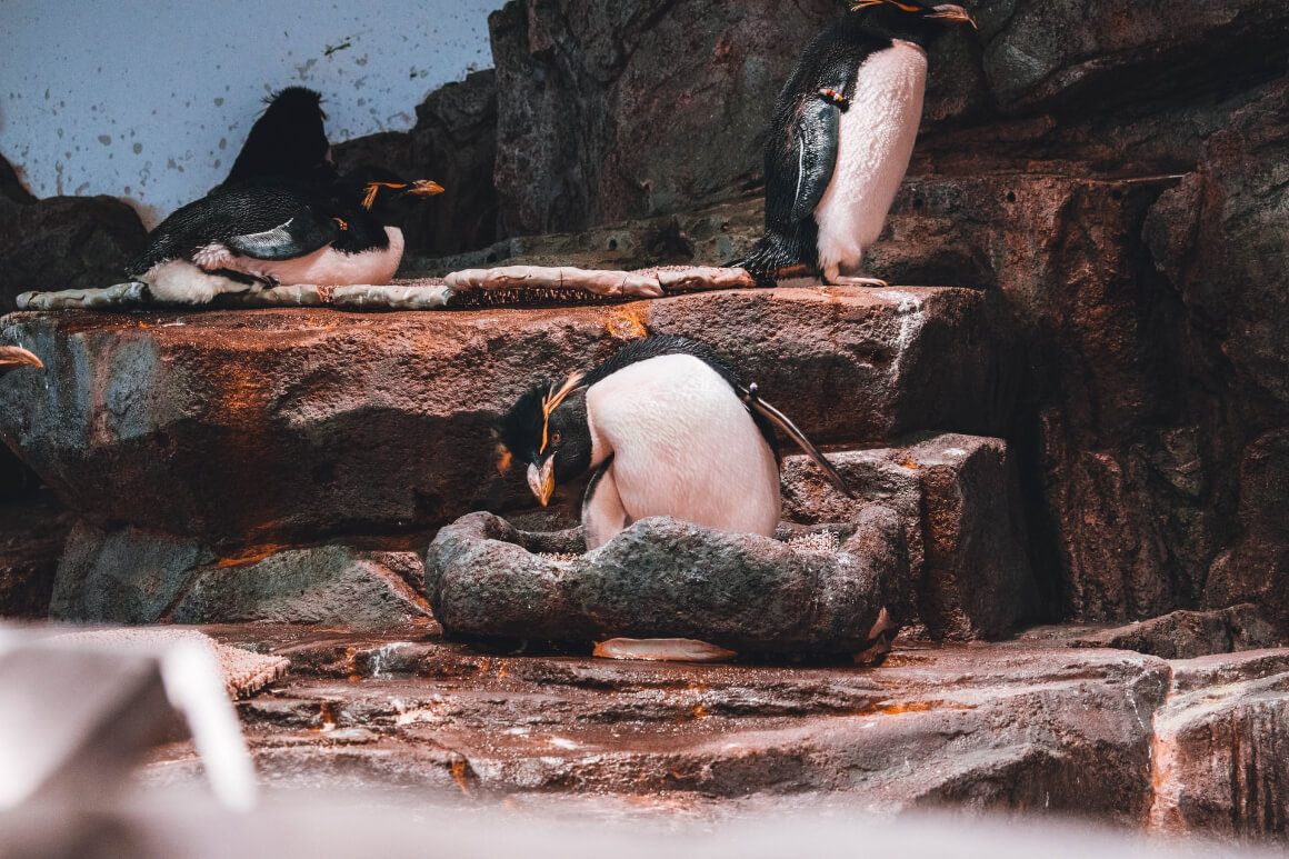 Osaka Kaiyukan Aquarium