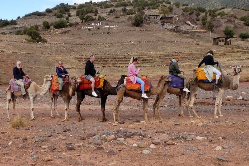 Ride an real life camel