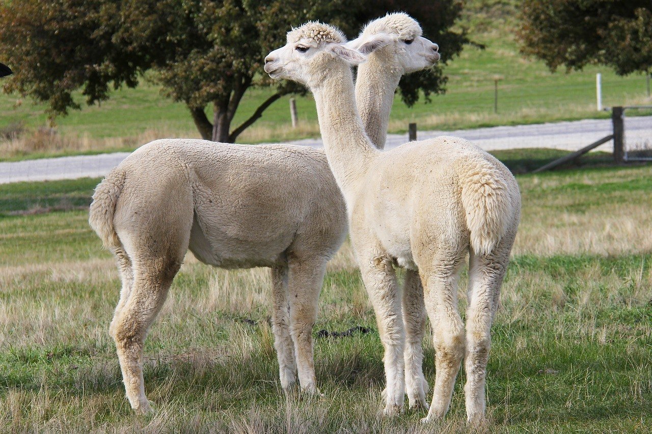 Some alpacas