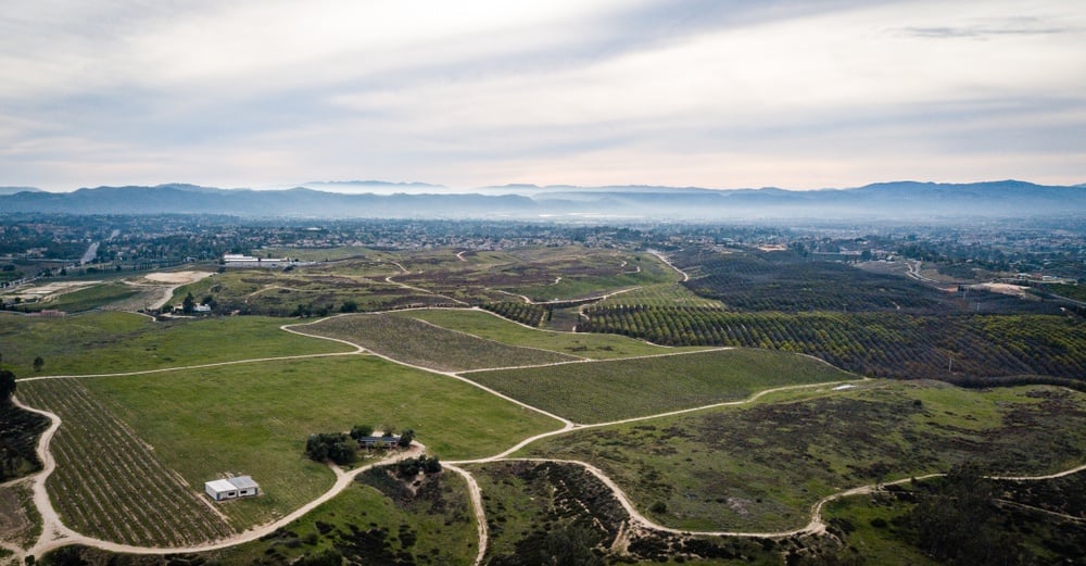 Vineyards in Temecula