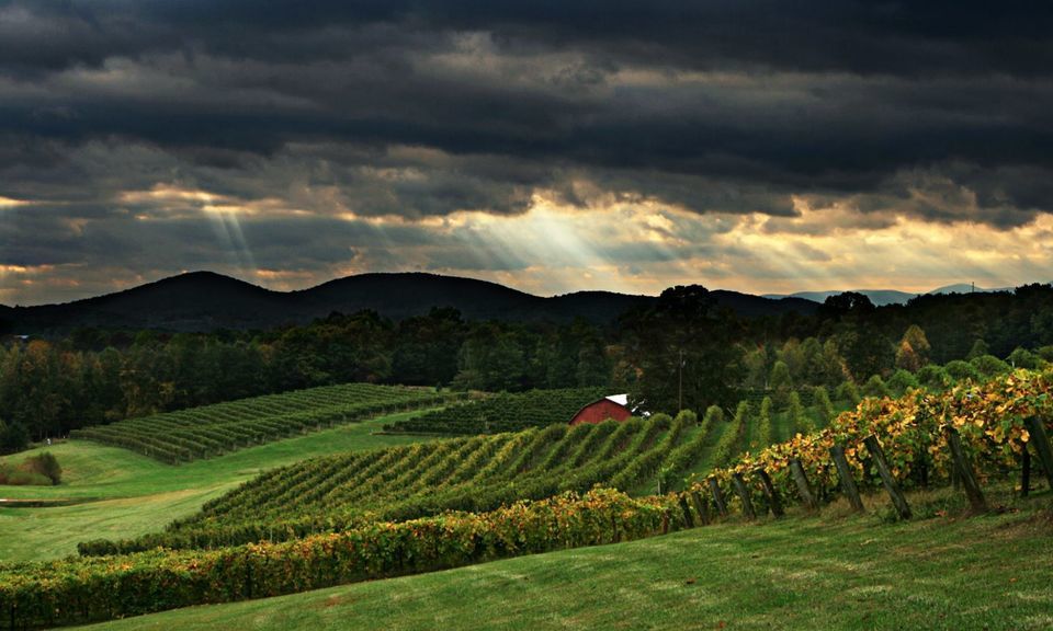 Tour the North Georgia Wine Country