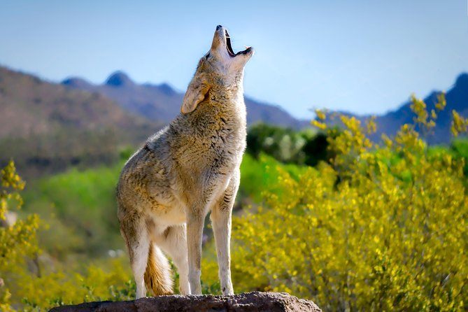 Arizona-Sonora Desert Museum, Tucson