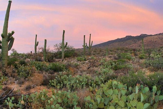 In The Field Photo Workshops in Tucson