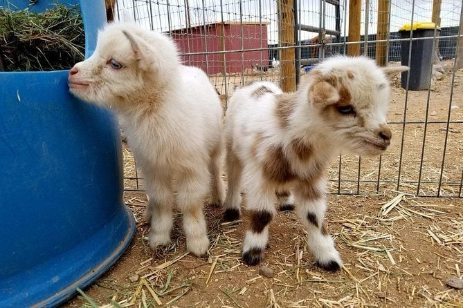 Funny Foot Farm and Tucson Petting Zoo