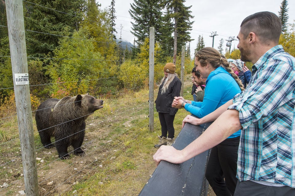 Grizzly Bear Refuge Tour with Lunch