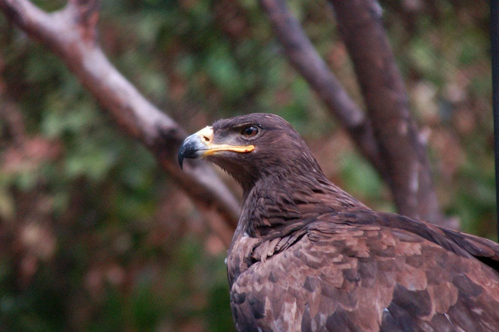 flickr-tbilisi-zoo