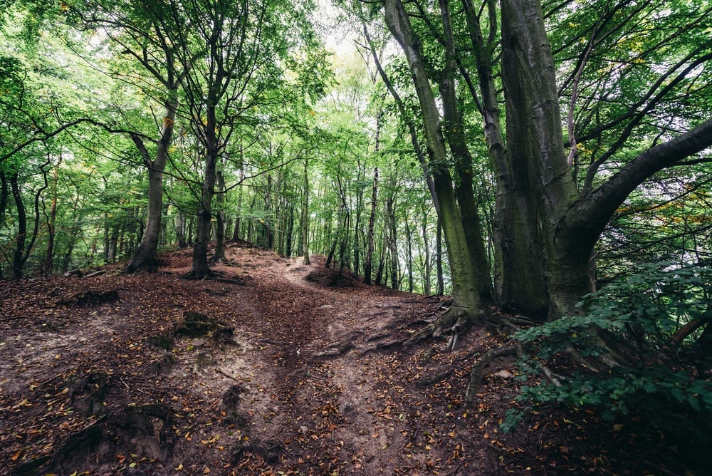 shutterstock-gdansk-forest