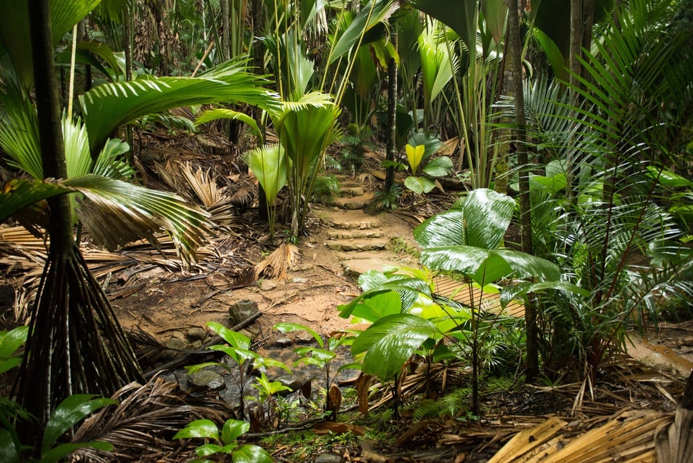 Vallée de Mai