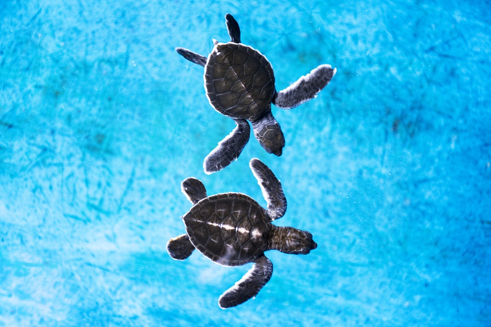 Maui Ocean Center, The Aquarium of Hawaii