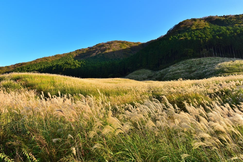 Sengokuhara Pampas Grass Field