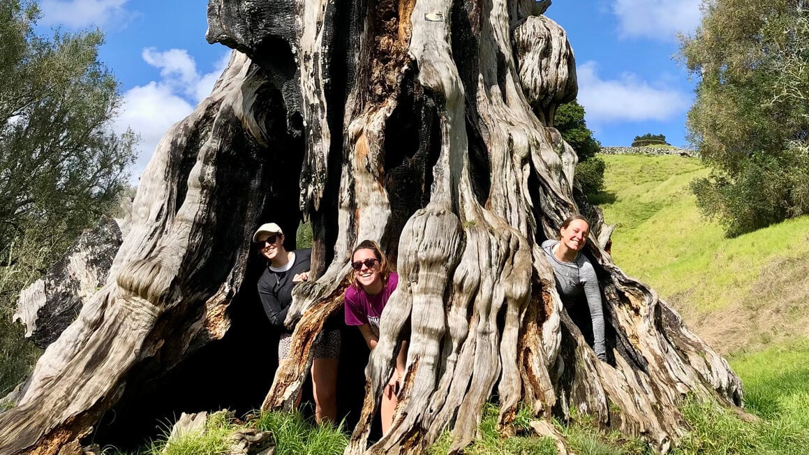 dani and friend hanging out in a cool tree in cornwall park, one tree hill, auckland, new zealand