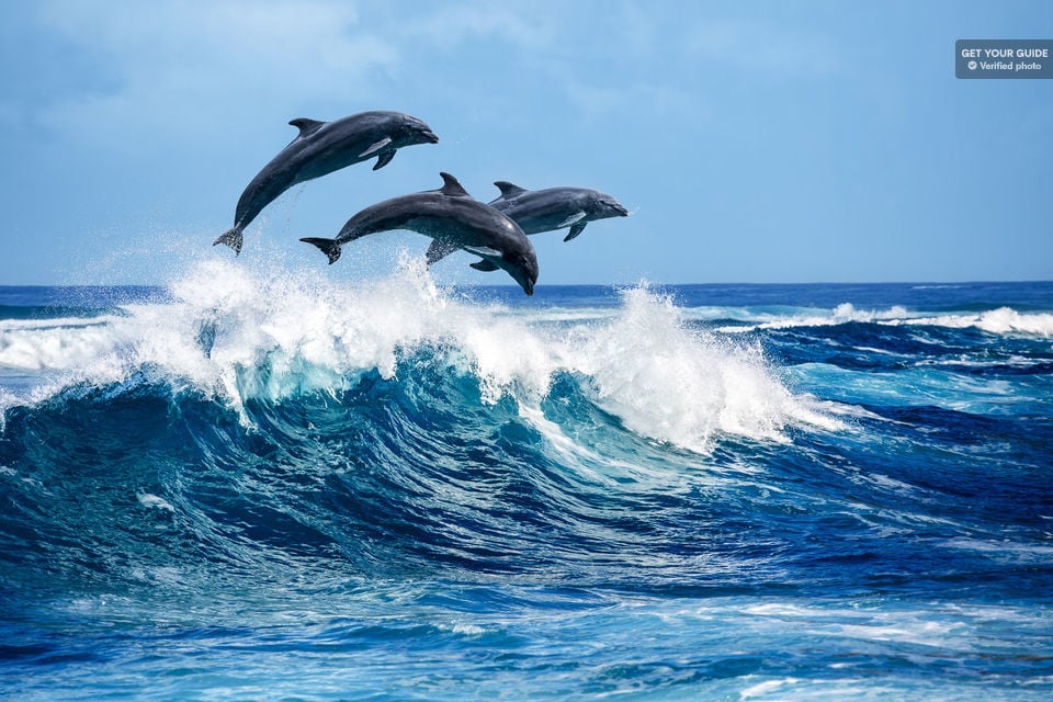 Dolphins and Snorkeling Cruise to Lanai