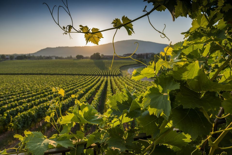 Franciacorta: Wine Country