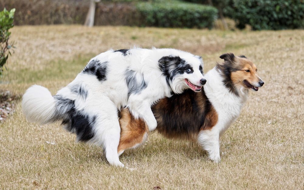 a canine dorm room couple