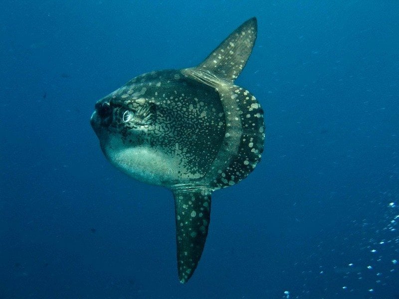 mola mola near nusa lembongan bali