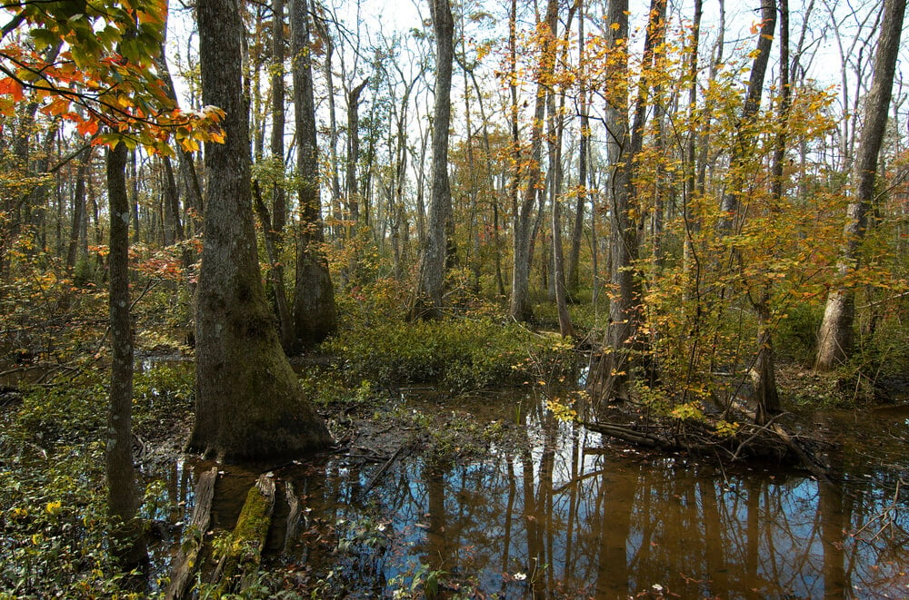 Blue Bonnet Swamp Nature Center, Baton Rouge