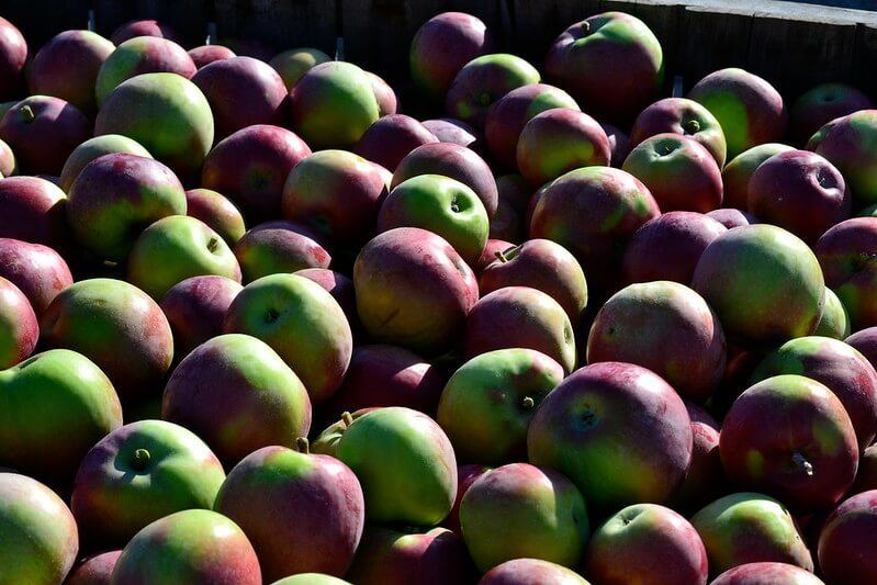 Carter Hill Orchard, Concord, New Hampshire