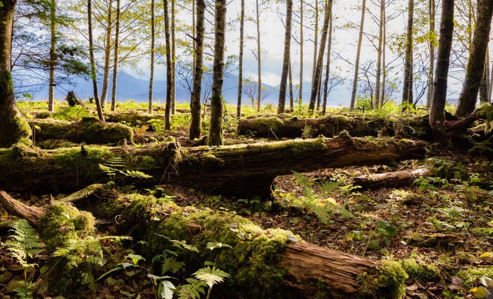 Explore the Tongass National Forest Juneau