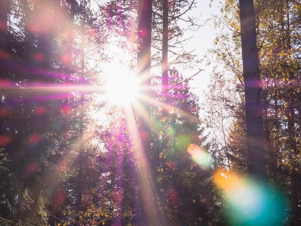 forest with sunlight fremont day out