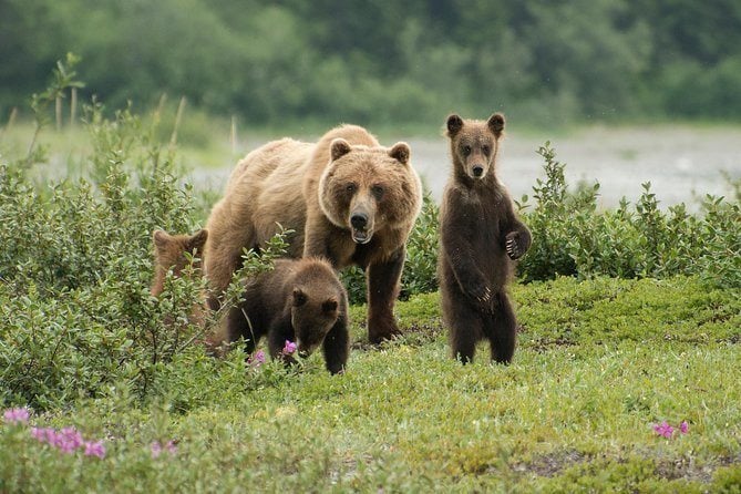 Go Bear Viewing at Pack Creek Juneau