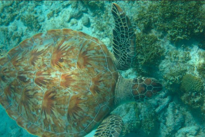 Go Snorkelling at the Tugboat Dive Site Curacao