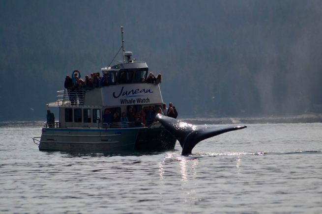 Go whale watching Juneau
