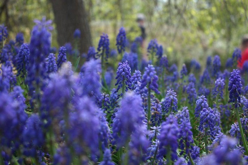 Green Bay Botanical Garden