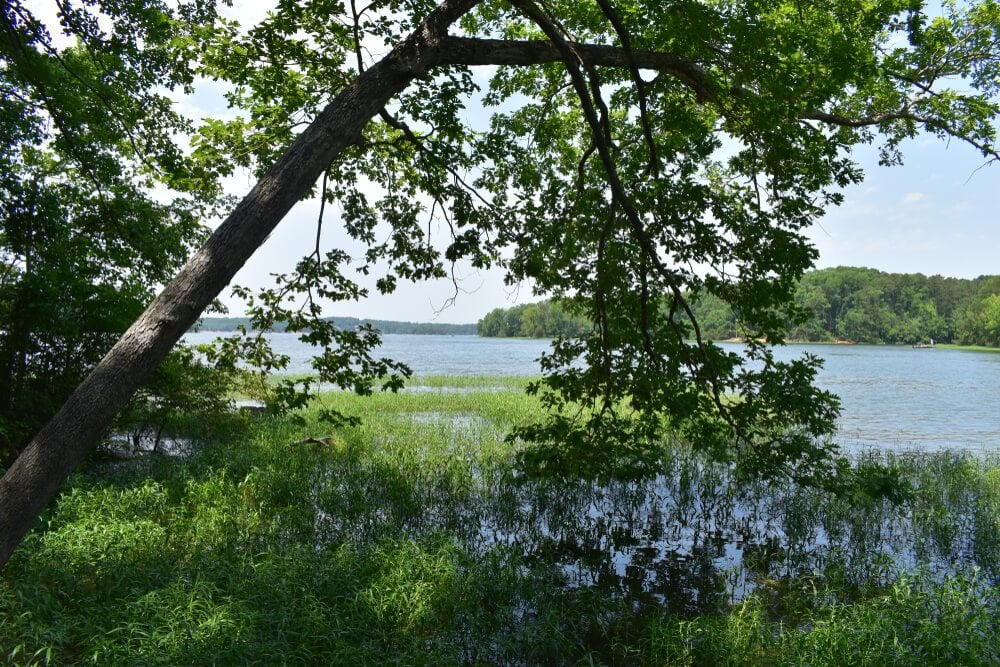 Uwharrie National Forest