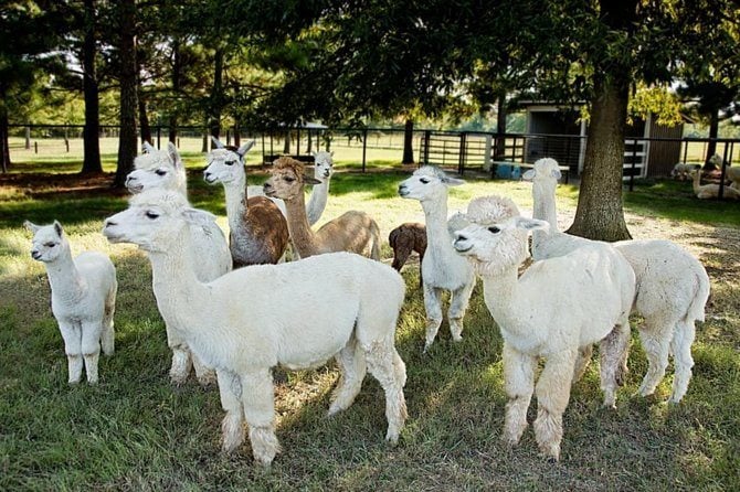 Make friends with some alpacas