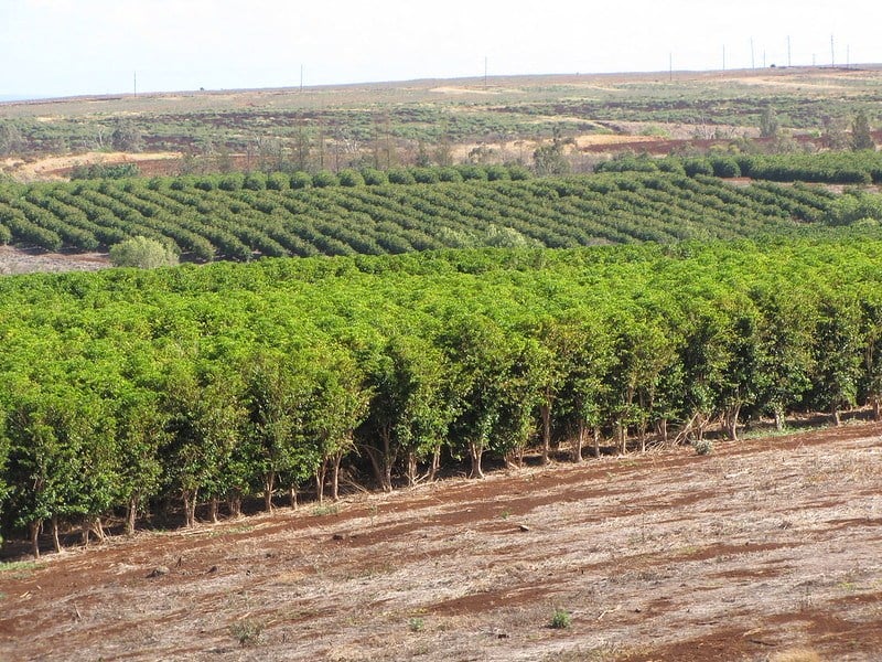 Ka’anapali Coffee Farms, Maui