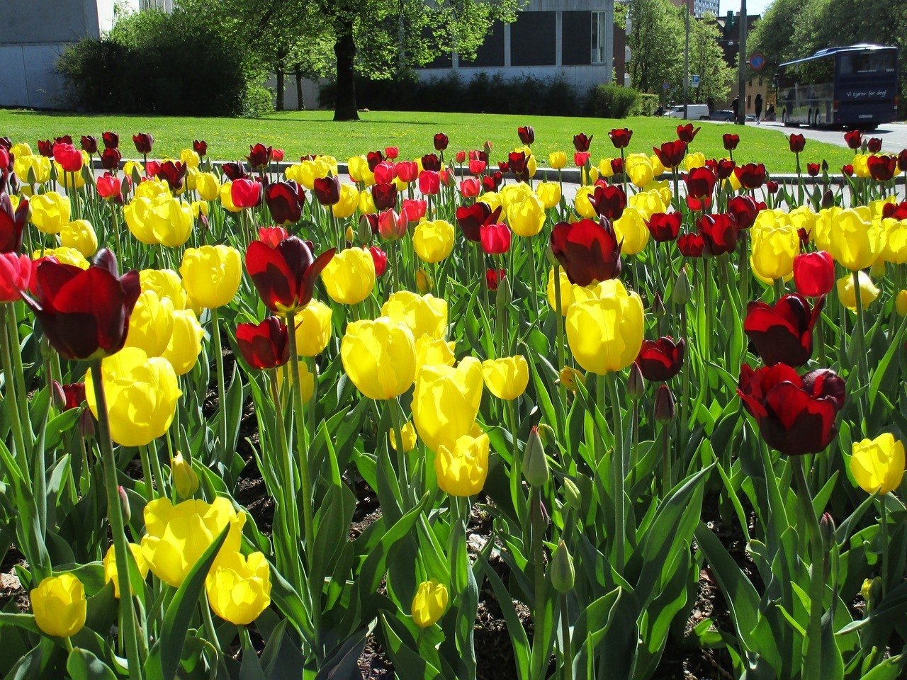 Oslo Botanical Garden