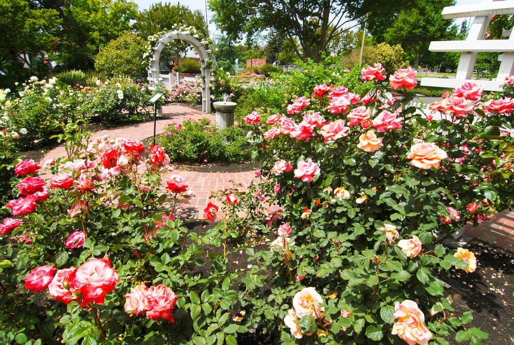 Luther Burbank Home and Gardens, Santa Rosa, California