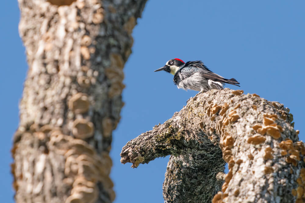 Trione-Annadel State Park, Santa Rosa, California