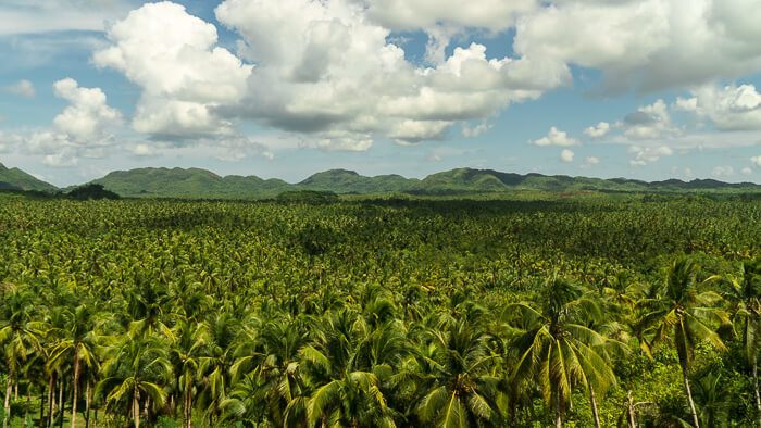 Siargao Coconut Tree Overlook
