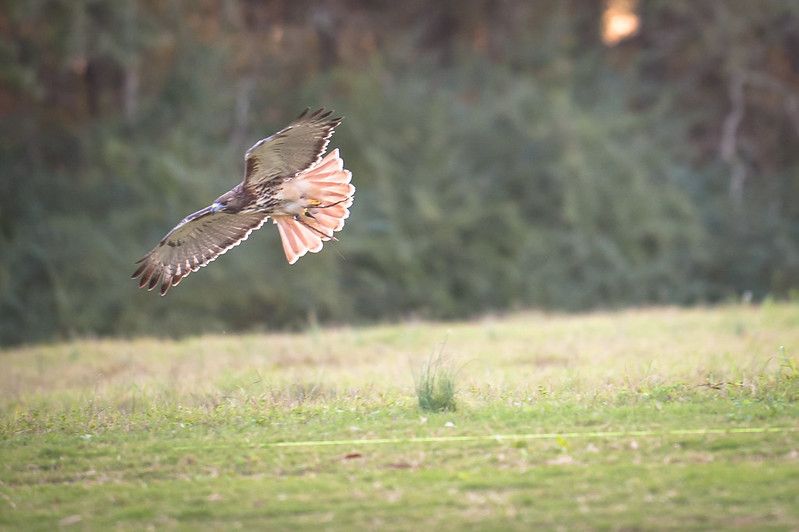 Southeastern Raptor Center