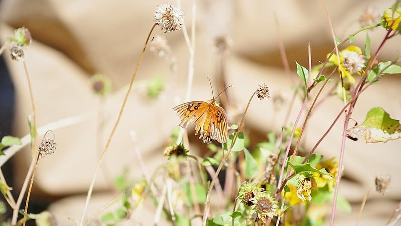 St Marks National Wildlife Refuge