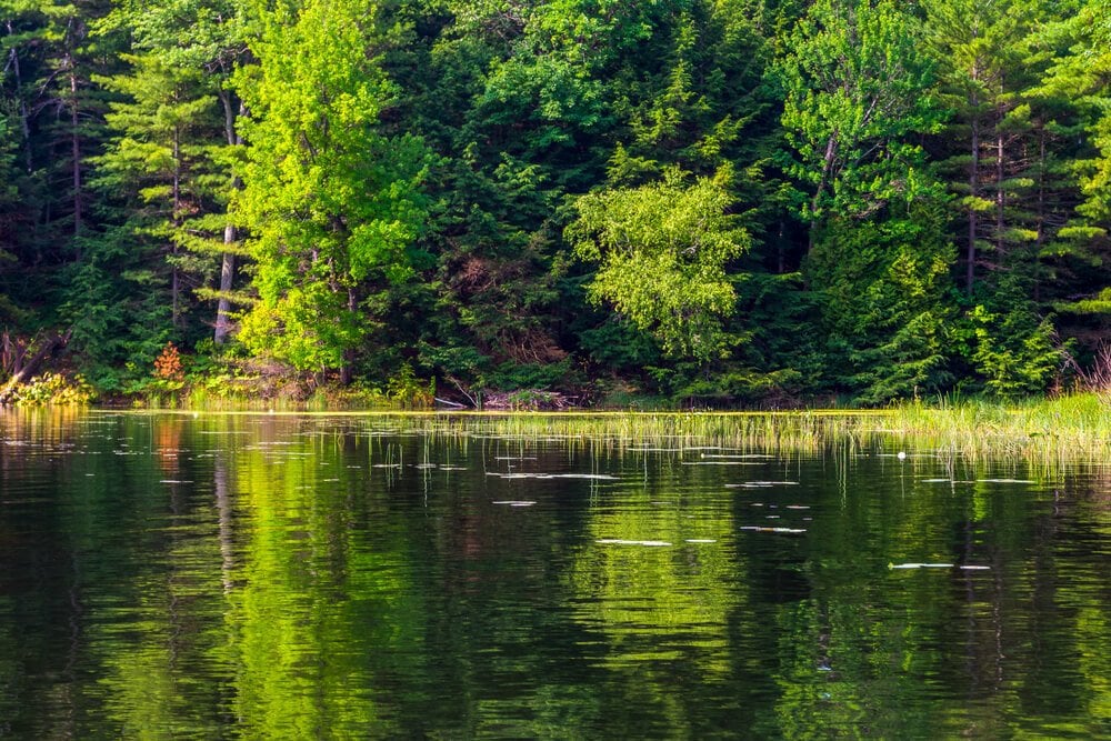 The Beaver Lake Nature Center, Syracuse, New York