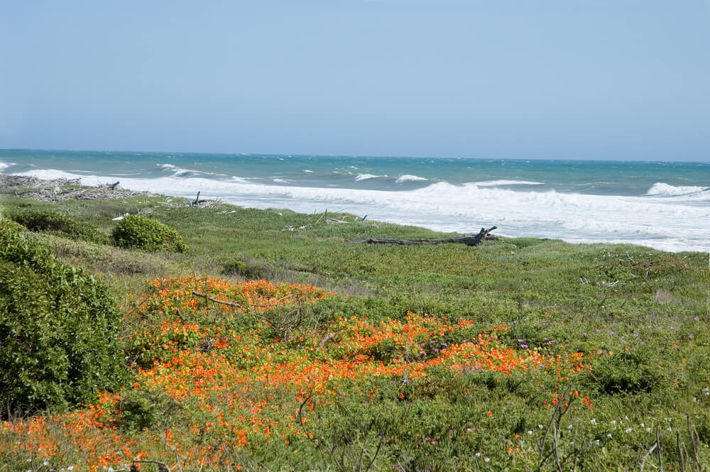 Emma Wood State Beach