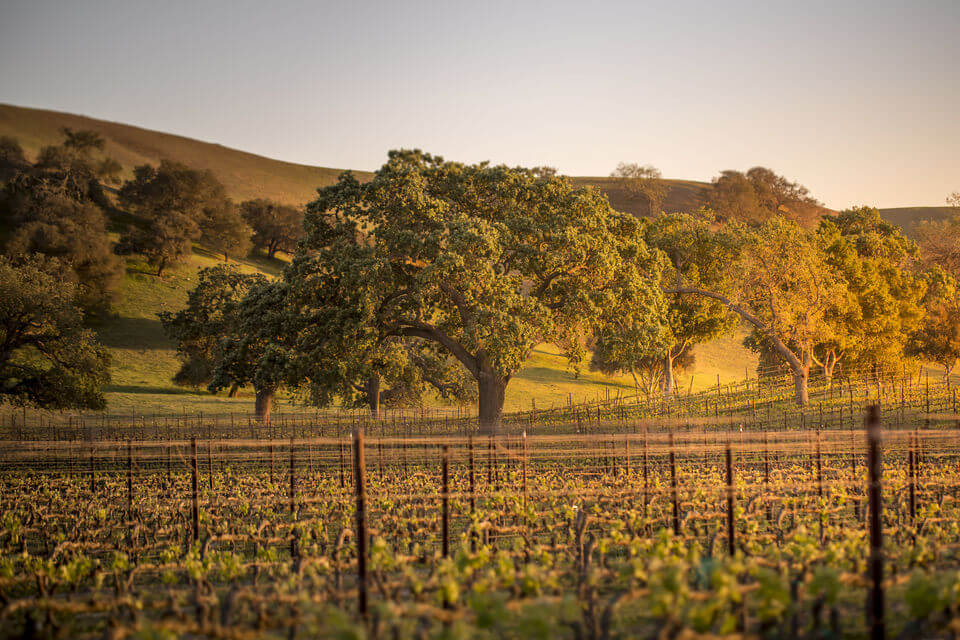 Santa Barbara Wine Country Tour