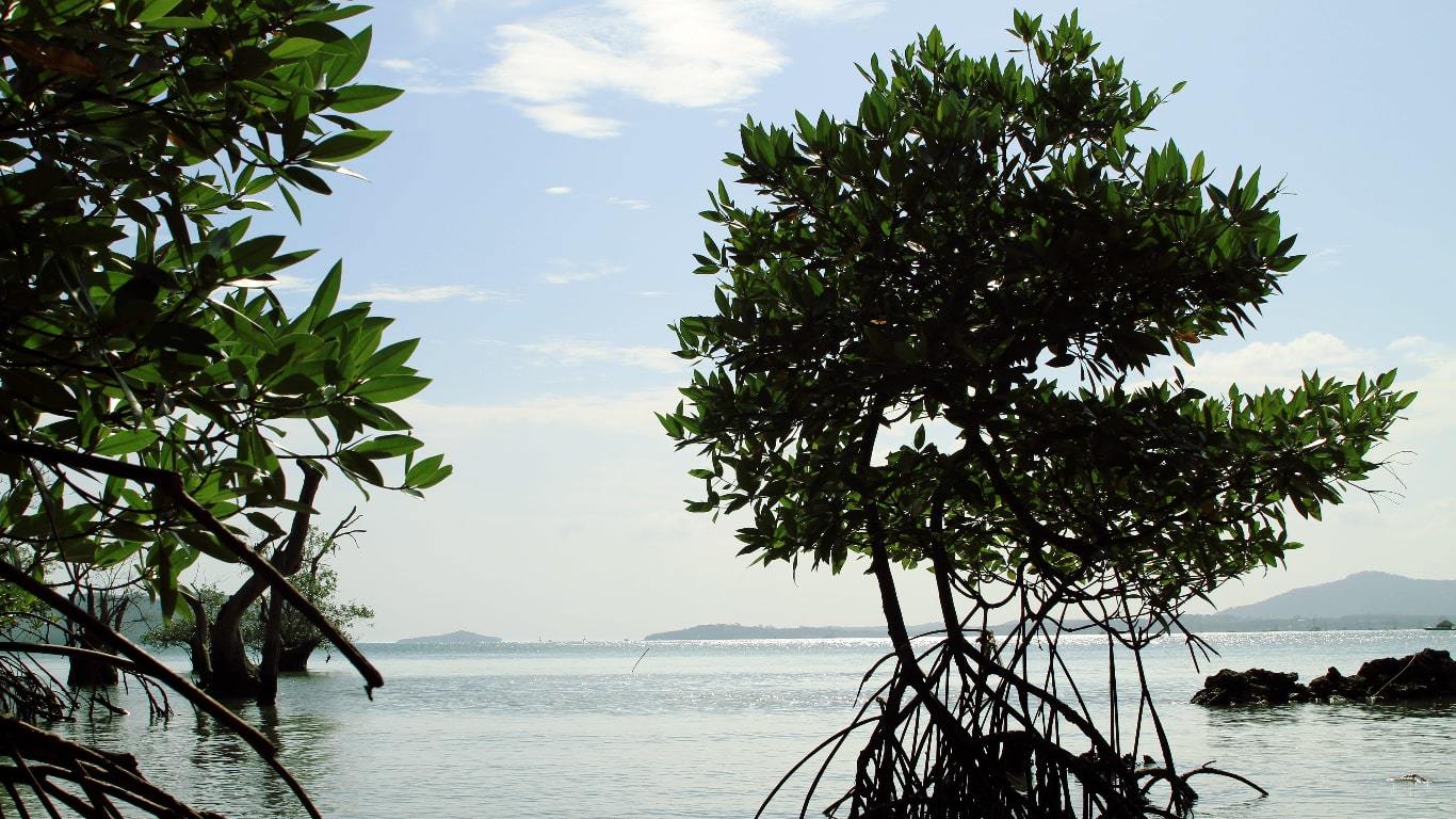 Mangroves on Phuket Island