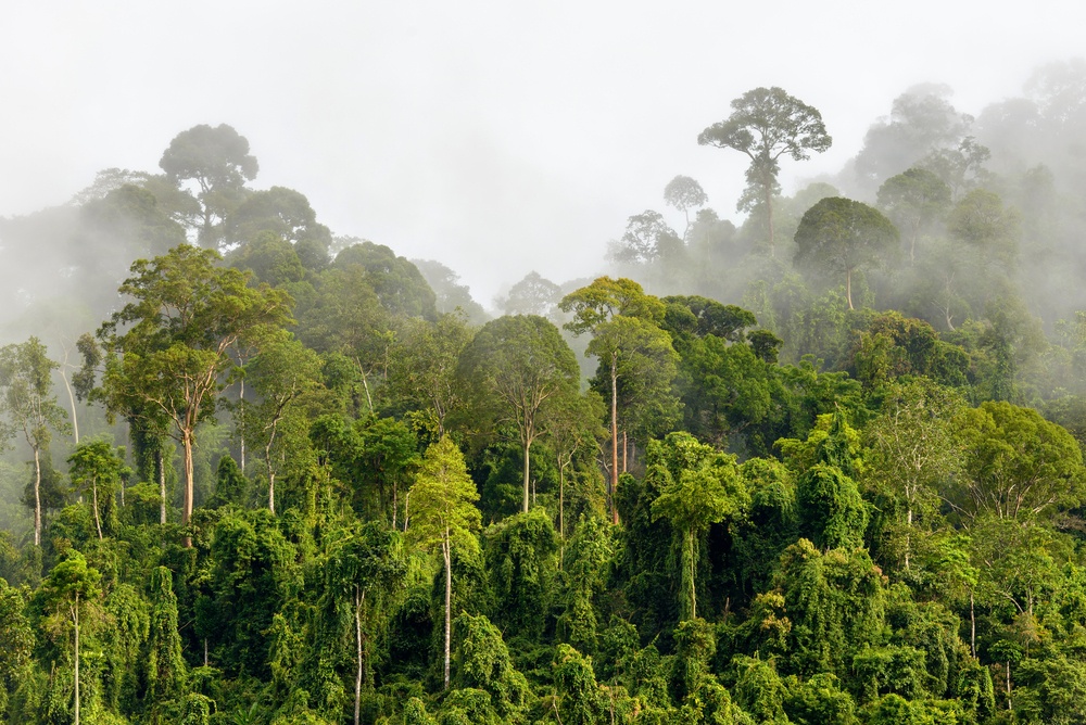 The rainforests of Malaysia are one reason to visit.