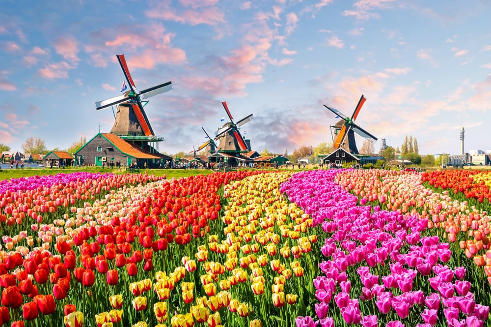 Windmills at Zaanse Schans - top place to visit in Amsterdam