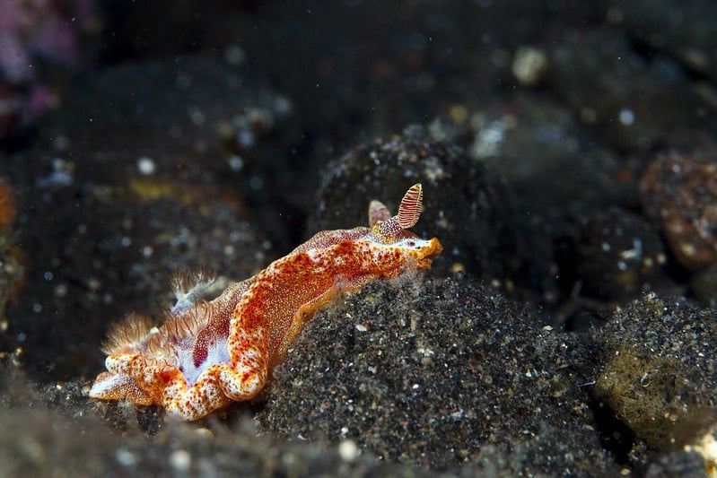 spanish dancer fish in bali