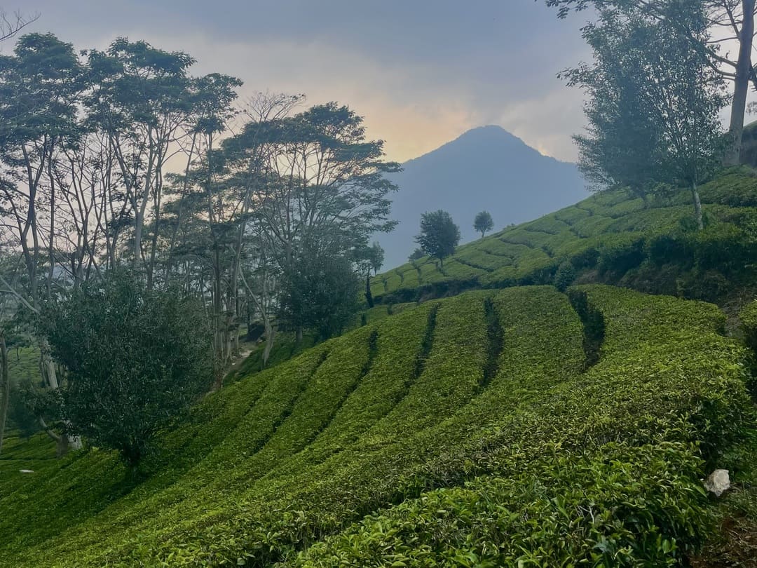 tea plantations in bandung, indonesia