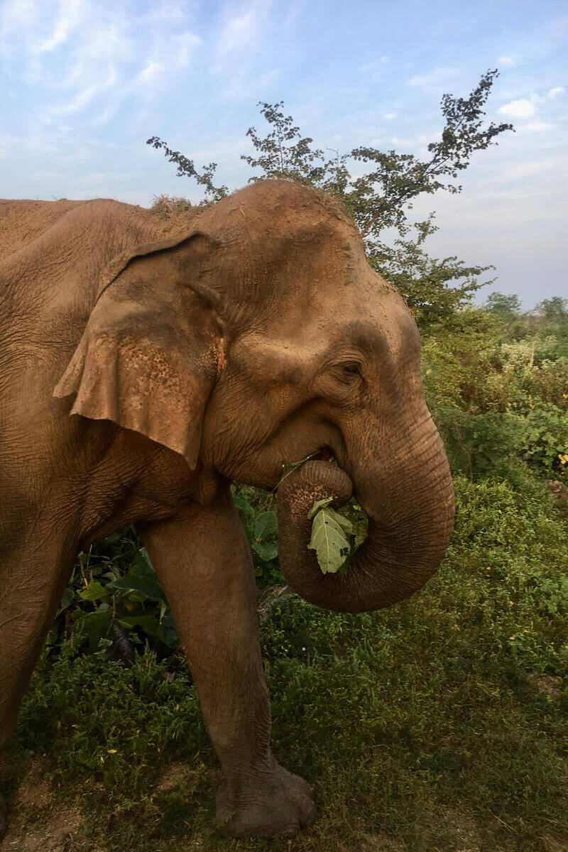elephant eating greens in sri lanka