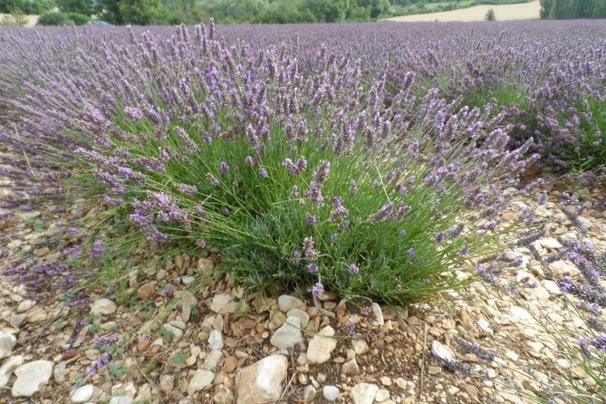 the lavender